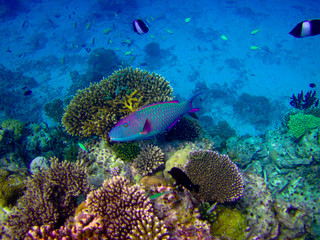 under water world at Maldives