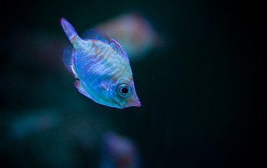 under watter world with animals like fish