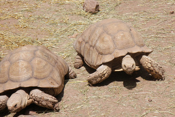 Obraz premium tortue