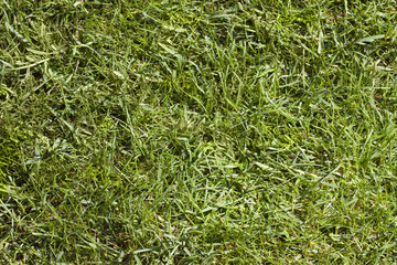 Grass in the sun