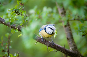 Blue tit (lat. Parus caeruleus)