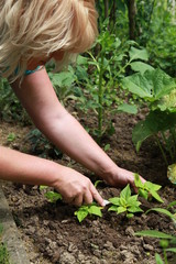 Gartenzeit