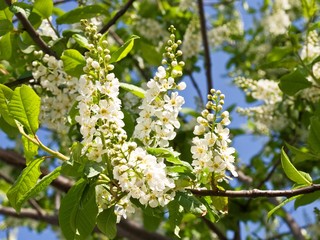 Flowering branch cherry