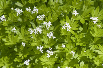 Waldmeister