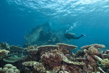 Diver exploring underwater shipwreck.
