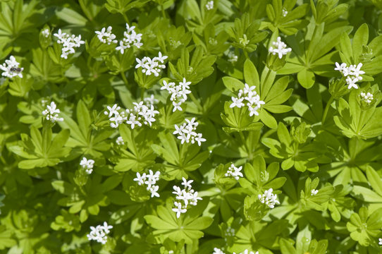 Waldmeister