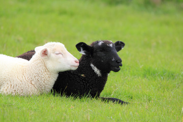 Fototapeta premium black and white lamb