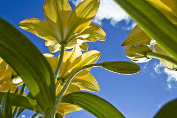 Lilien von unten