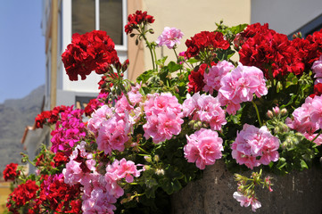 Fototapeta Fleurs rouges et roses de géranium obraz