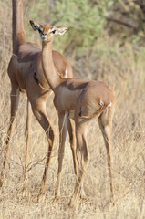 The Gerenuk (Litocranius walleri), Kenya, Africa