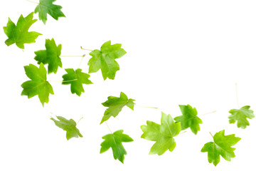 Fototapeta na wymiar Zielone liście klonu upadku i przędzenie na białym