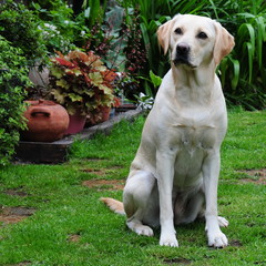 adorable yellow labrador