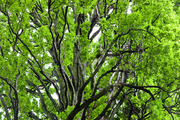 Tree canopy