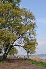 Obraz premium Rural landscape - lake, willow, earth road