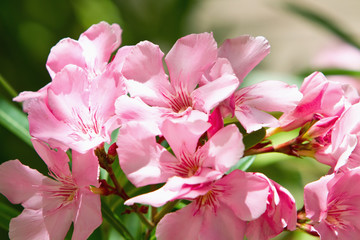 Pink oleander flower - obrazy, fototapety, plakaty