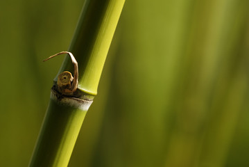 Bambusrohr gruen