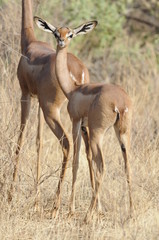 The Gerenuk (Litocranius walleri), Kenya, Africa
