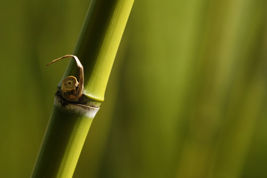 Bambusrohr gruen
