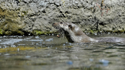 Lontra