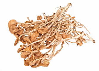 Dried armillaria (fairy-ring ) mushrooms isolated on white