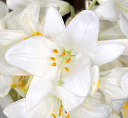 Fototapeta na wymiar White Lily