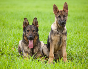 Two German shepherds