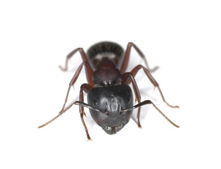 Carpenter ant isolated on white background