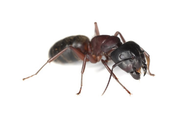 Carpenter ant isolated on white background