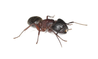 Carpenter ant isolated on white background
