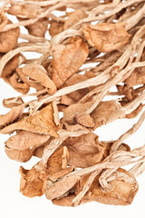 Dried armillaria (fairy-ring ) mushrooms isolated on white