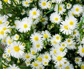 Fototapeta premium Weiße Glattblattastern, Aster novi-belgii, Herbstblumen