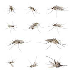 Mosquitos isolated on white.