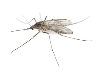 Mosquito isolated on white.