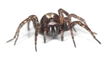 Fototapeta premium Wolf spider isolated on white background. Macro photo.
