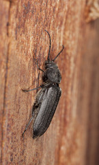 Black spruce borer (Asemum striatum) on wood.