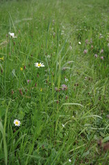 Górska łąka © bnorbert3