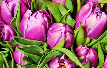 Obraz premium tulips