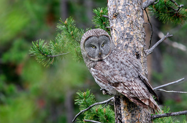 Great Gray Owl