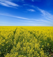 Fototapeta premium yellow rape field