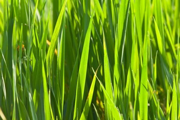 Fototapeta na wymiar closeup green grass