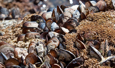 Colony of Mussles growing on a wet rock