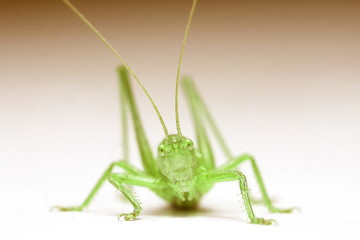sauterelle verte