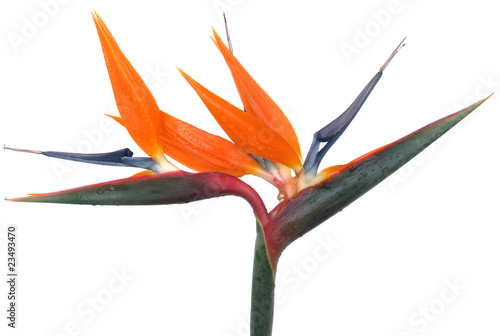 Oiseau De Paradis Strélitzie Strelitzia Reginaefond Blanc