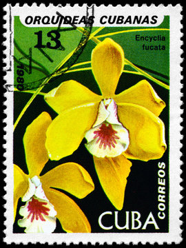 CUBA - CIRCA 1980 Encyclia
