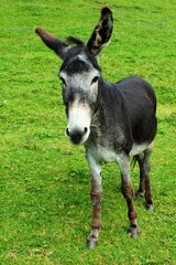 Donkey