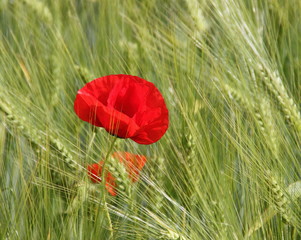 Mohn