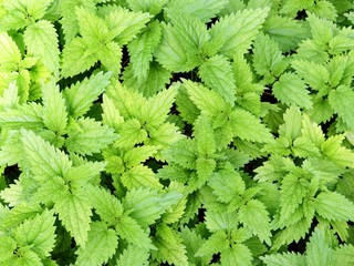 young green nettle