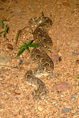Puff adder