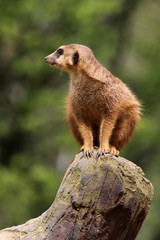 Erdmännchen