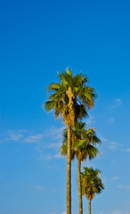 Fototapeta premium Palm